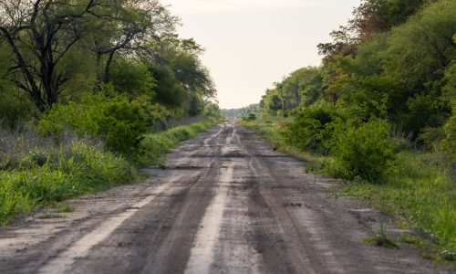 forest_road