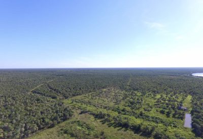 Forest_Conservation_2