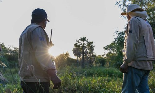Why forests are a critical climate solution and how to protect them